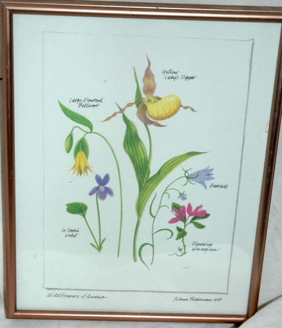 Botanical Wild Flowers of America Print ** PRICE REDUCTION!**