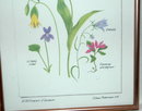 Botanical Wild Flowers of America Print ** PRICE REDUCTION!**