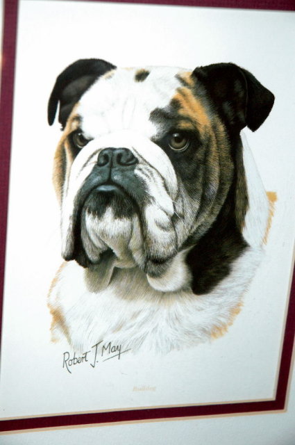 Bull Dog Print, Robert J. May, Matted & Framed * PRICE REDUCED !**