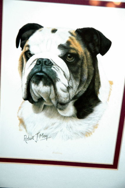 Bull Dog Print, Robert J. May, Matted & Framed * PRICE REDUCED !**