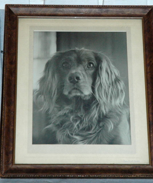 Vintage Framed Black & White Photograph of Dog