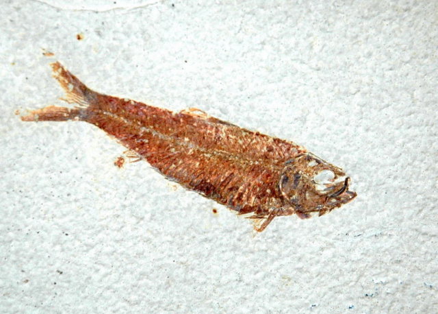 Authentic Knightia in Matrix Fish Fossil