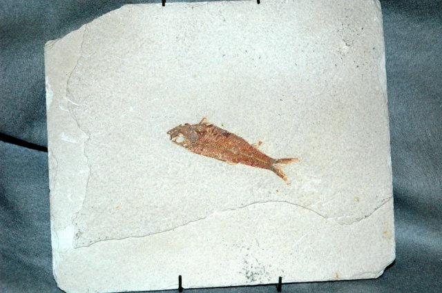 Authentic Knightia in Matrix Fish Fossil