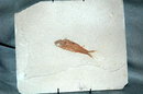 Authentic Knightia in Matrix Fish Fossil