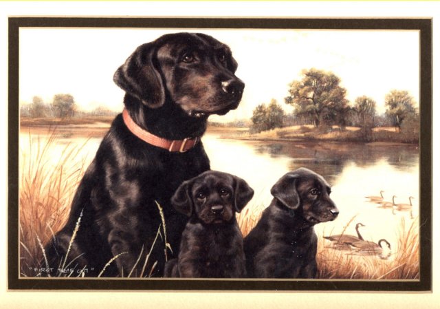 Labrador Mom & Pups Print