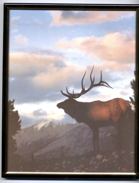 Framed Elk at Dusk Print