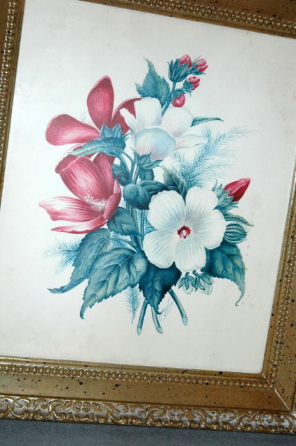 2 old floral E. Serton Botanical Prints in frames