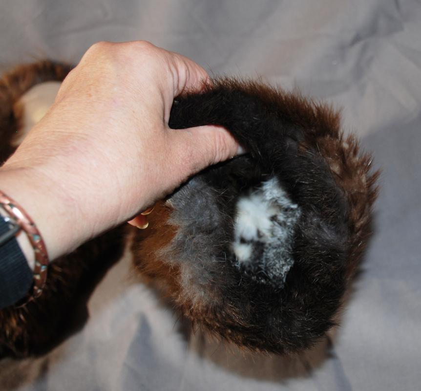 Glacier Gloves, Mittens Beaver Fur with Fur lining