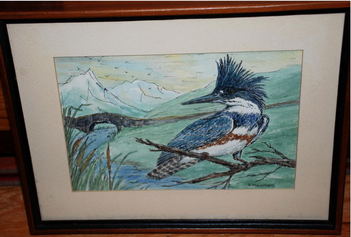 Original Watercolor painting of Female Belted Kingfisher by Sheila Newman