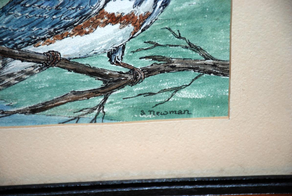 Original Watercolor painting of Female Belted Kingfisher by Sheila Newman