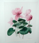 Watercolor Painting of Cyclamens -M.Davis *PRICE REDUCED!*