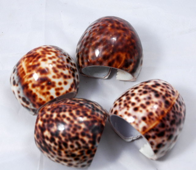 Genuine Tiger Cowrie shell Napkin Rings set of 4