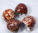 Genuine Tiger Cowrie shell Napkin Rings set of 4