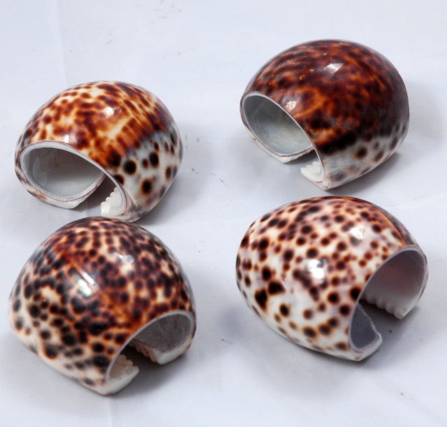 Genuine Tiger Cowrie shell Napkin Rings set of 4
