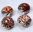 Genuine Tiger Cowrie shell Napkin Rings set of 4