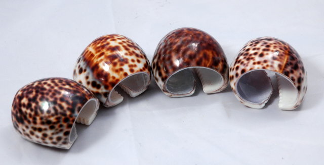 Genuine Tiger Cowrie shell Napkin Rings set of 4