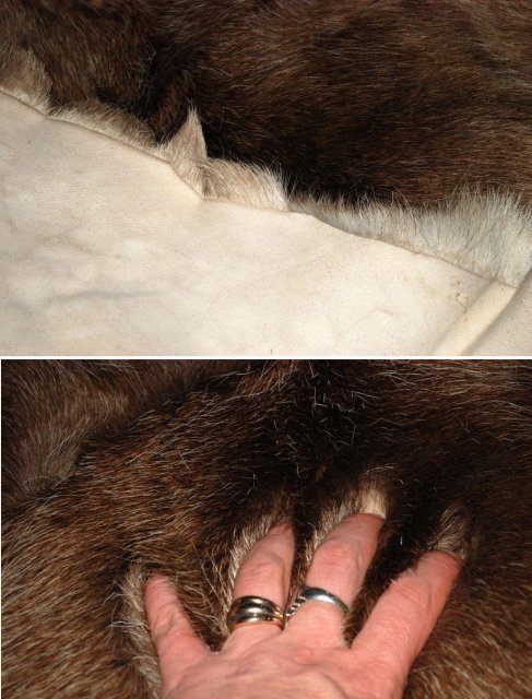Genuine Caribou Fur Hide Rug of Thick Long Fur western decor