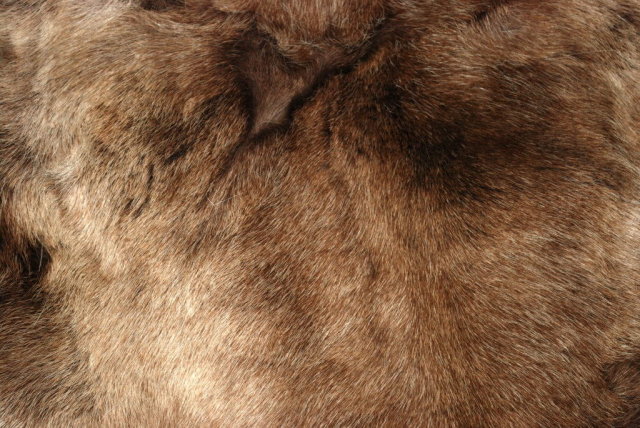 Genuine Caribou Fur Hide Rug of Thick Long Fur western decor