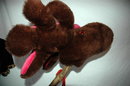 Moose