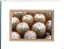 Cacti by Jeremy Jonkman Nature & Wildlife Photography