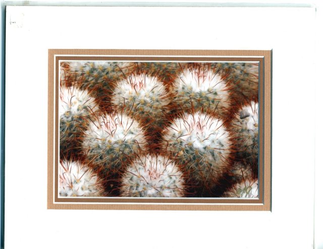 Cacti by Jeremy Jonkman Nature & Wildlife Photography