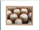 Cacti by Jeremy Jonkman Nature & Wildlife Photography