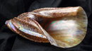 Iridescent Luster Art Glass Sea Shell * PRICED REDUCED! **