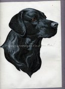 Black Labrador Dog Painting on Cloth * PRICED REDUCED! **