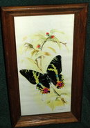 Butterfly Watercolor Print by B. Ballestar.