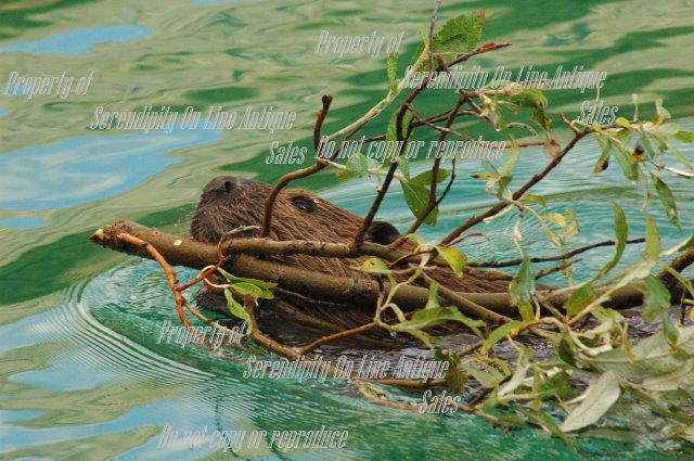 Original Photo Beaver with Twig from Yukon Territory , signed