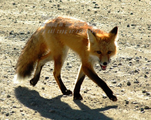 Original Photo Red Fox in Carmacks Yukon Territory , signed